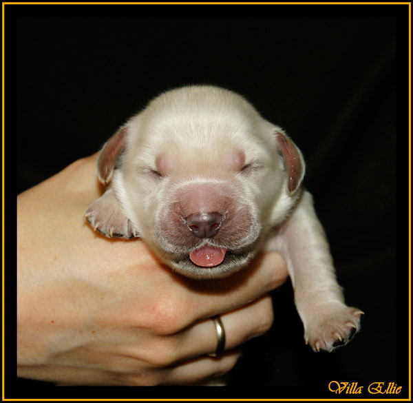 comprar golden retriever villa ellie